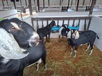 56a-expapi-animais-5.jpg