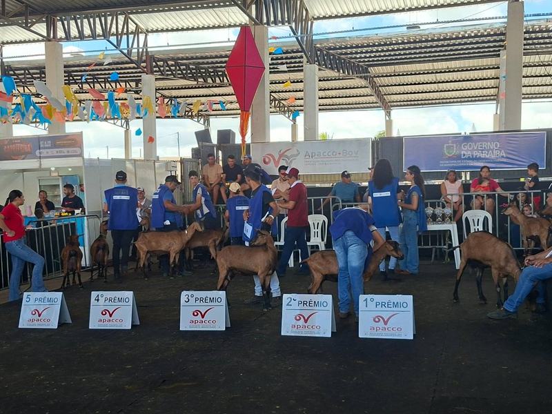 caprifeira-barra-de-santa-rosa.jpg