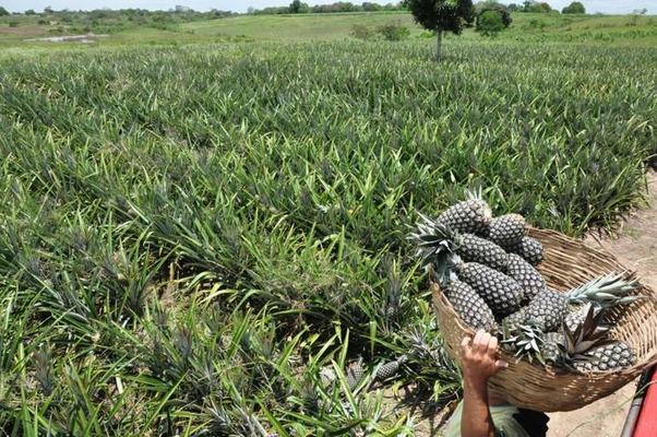 Governo da Paraíba apoia 1ª Expo Abacaxi em Itapororoca